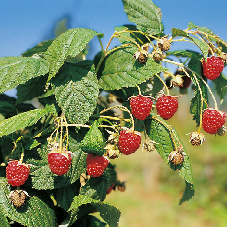 Himbeere 'Autumn Bliss' - Jungpflanzen