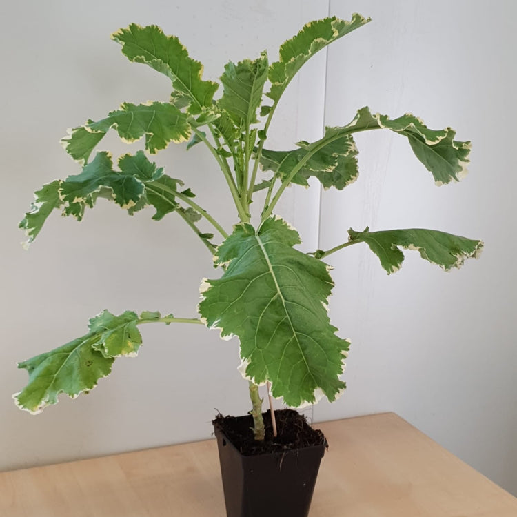 Baumkohl 'Daubenton's Green'-Jungpflanzen