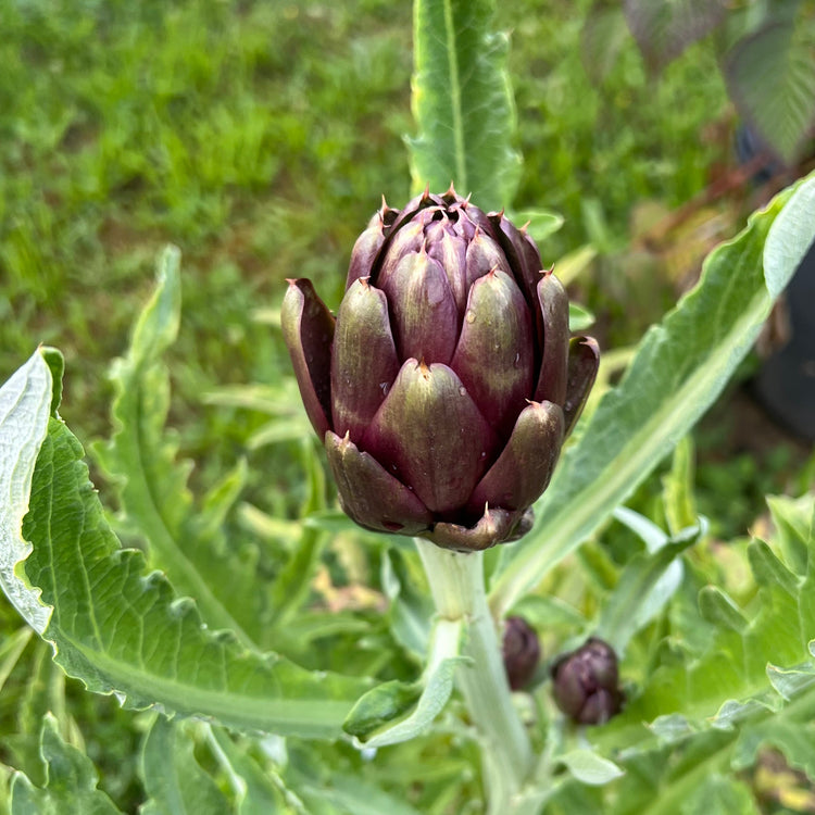 Artischocke 'Colorado Red Star'-Jungpflanzen