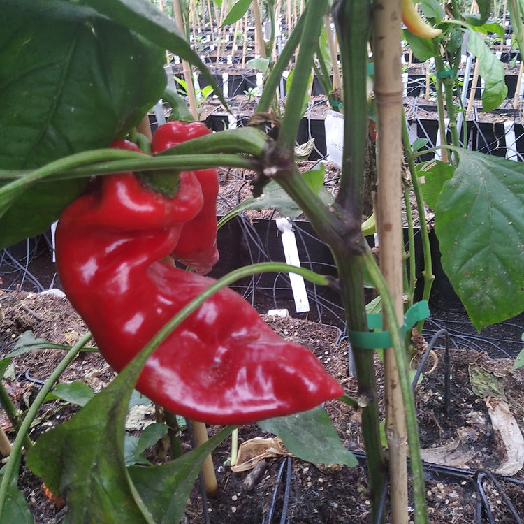 Open-field pepper OpenSky® 'Speedy Gonzales®' young plants