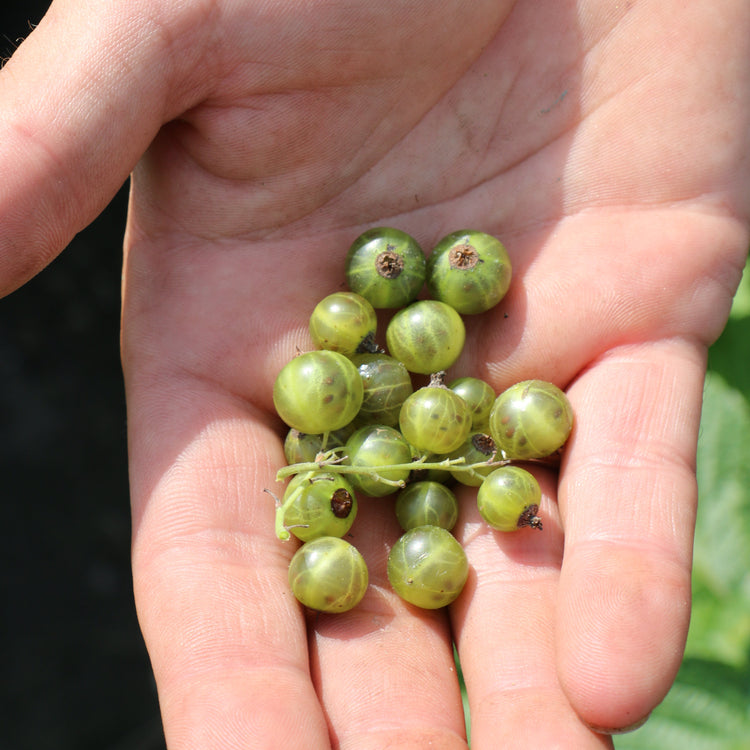Green Blackcurrant Cassissima® 'Greenlife' young plants