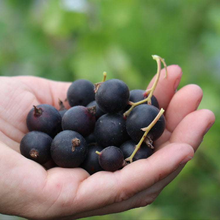 Jostabeere Confi®Beere Jogusto® - Jungpflanzen