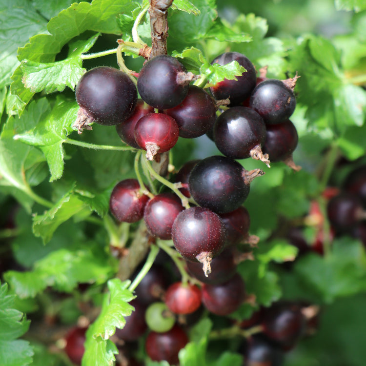 Jostabeere Confi®Beere Jogusto® - Jungpflanzen