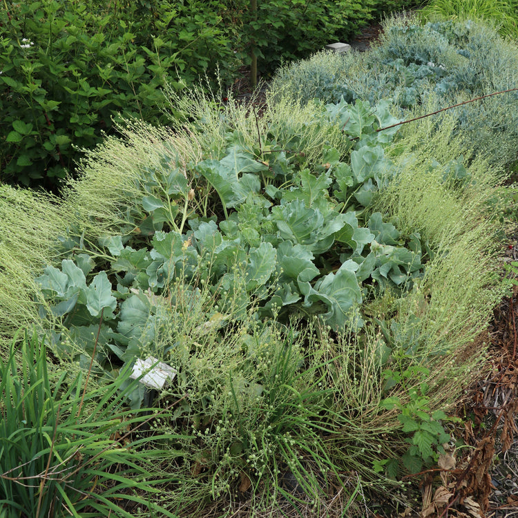 Sea kale 'Caramba® Green' - young plants