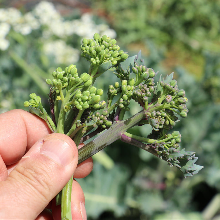 Sea kale 'Caramba® Blue' young plants