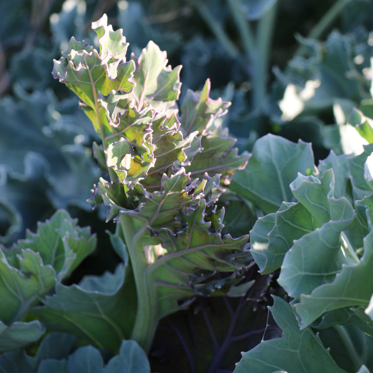 Sea kale 'Caramba® Blue' young plants