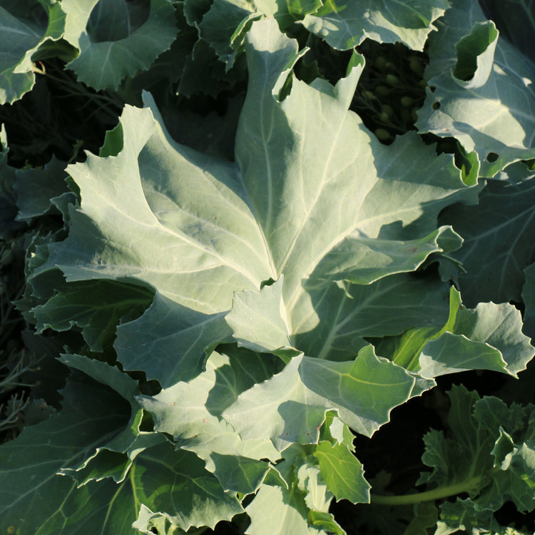 Sea kale 'Caramba® White' - young plants