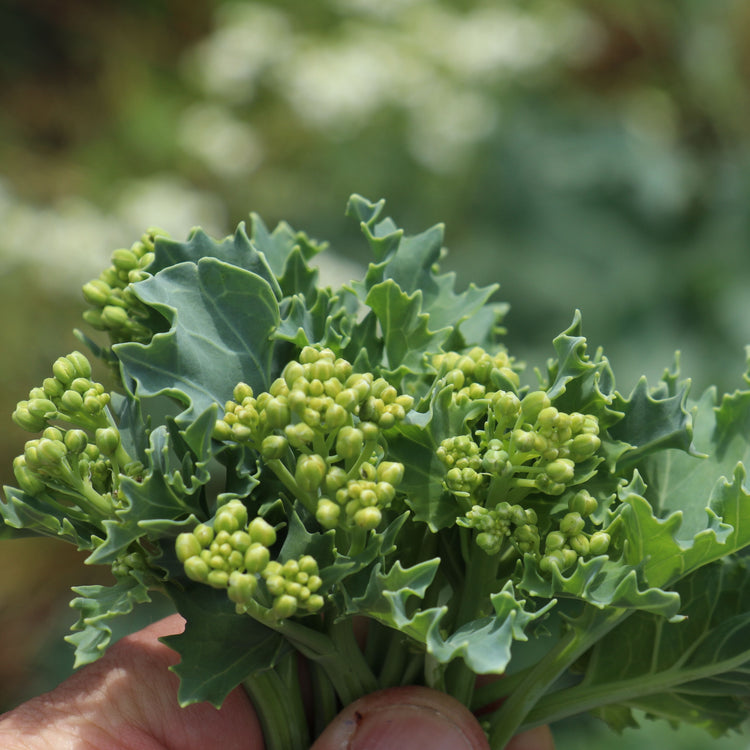 Sea kale 'Caramba® White' - young plants