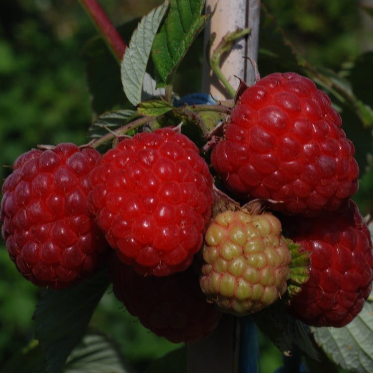 Raspberry 'TulaMagic®' - young plants