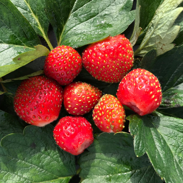 Strawberry Double Pleasure® Standing Pink Wonder®