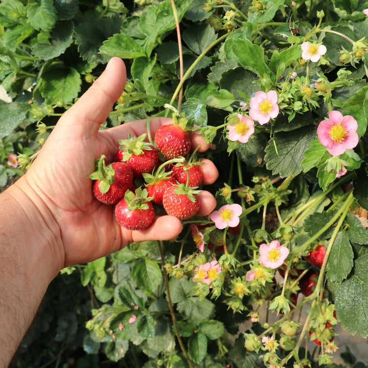 Strawberry Double Pleasure® 'Delirose'® young plants