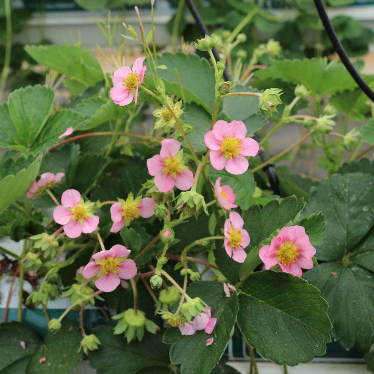 Strawberry Double Pleasure® 'Delirose'® young plants
