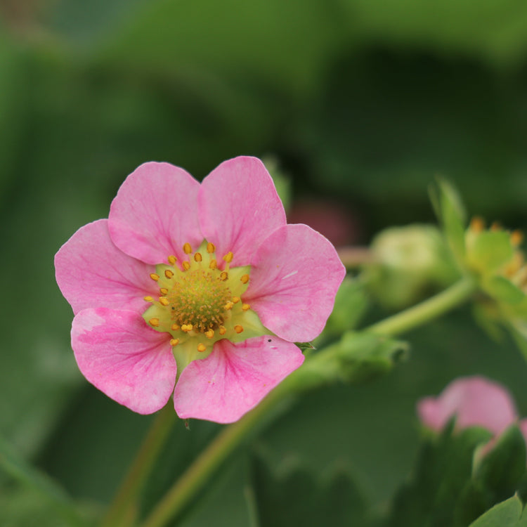 Strawberry Double Pleasure® 'Delirose'® young plants