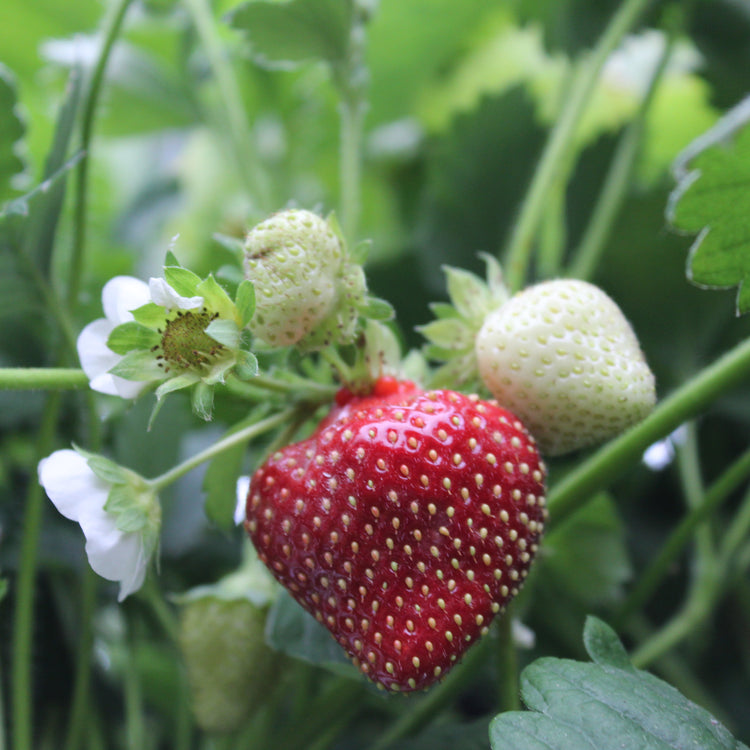 Strawberry Parfum® 'Freeclimber'® young plants