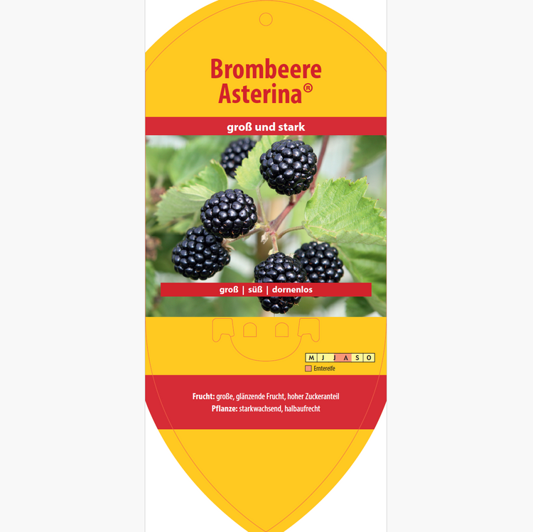 Bildetiketten - Rubus frut. 'Asterina®'