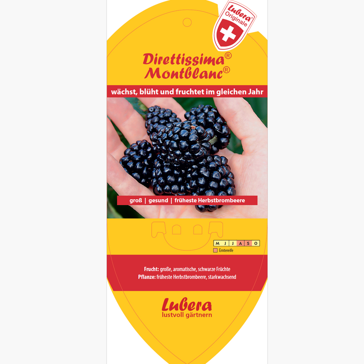 Bildetiketten - Rubus frut. Direttissima® 'Montblanc®'