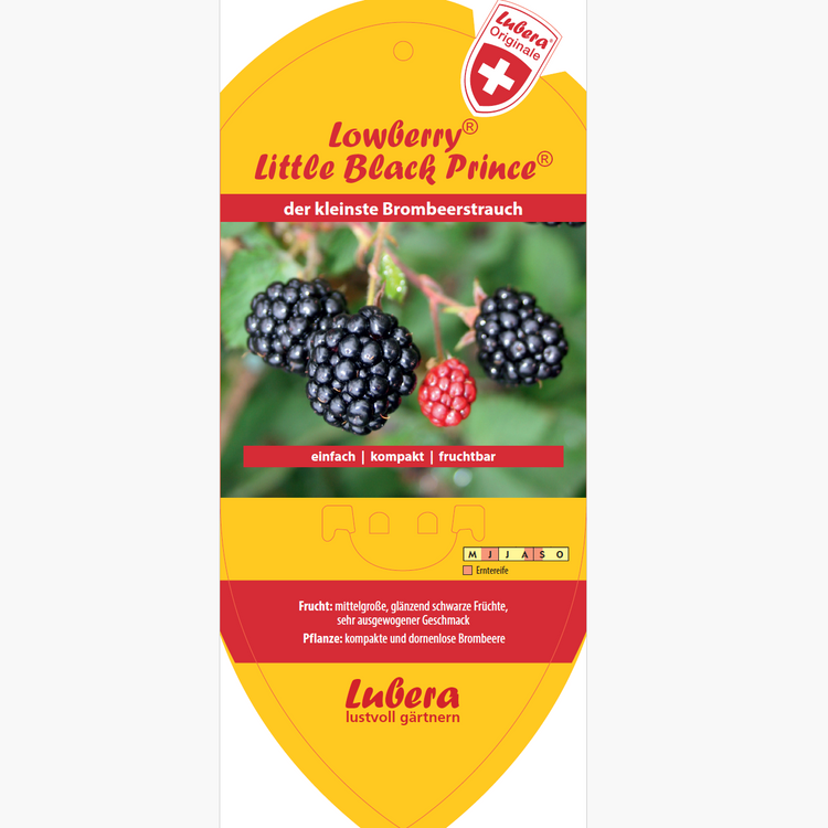 Bildetiketten - Rubus frut. Lowberry® 'Little Black Prince®'