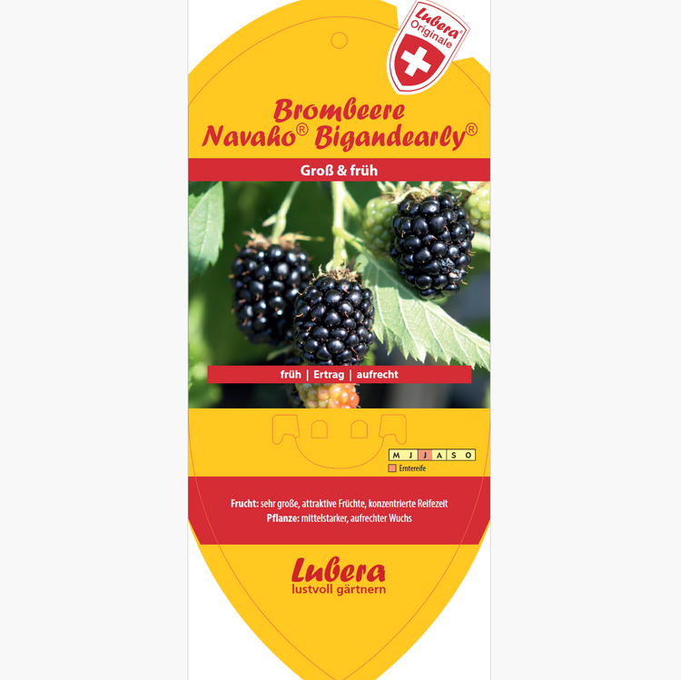 Bildetiketten - Rubus frut. 'Navaho® Bigandearly®'