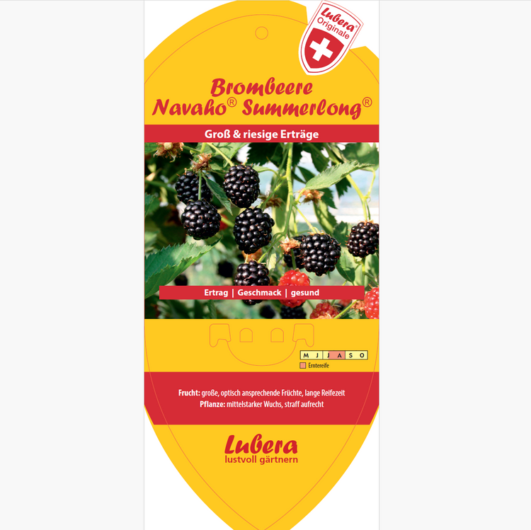 Bildetiketten - Rubus frut. 'Navaho® Summerlong®'