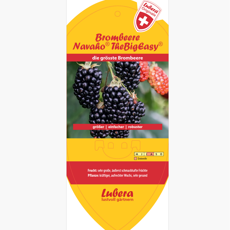 Bildetiketten - Rubus frut. 'Navaho® The Big Easy®'