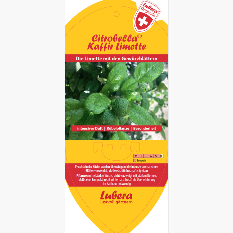 Bildetiketten - Citrus hystrix 'Kaffirlimette'