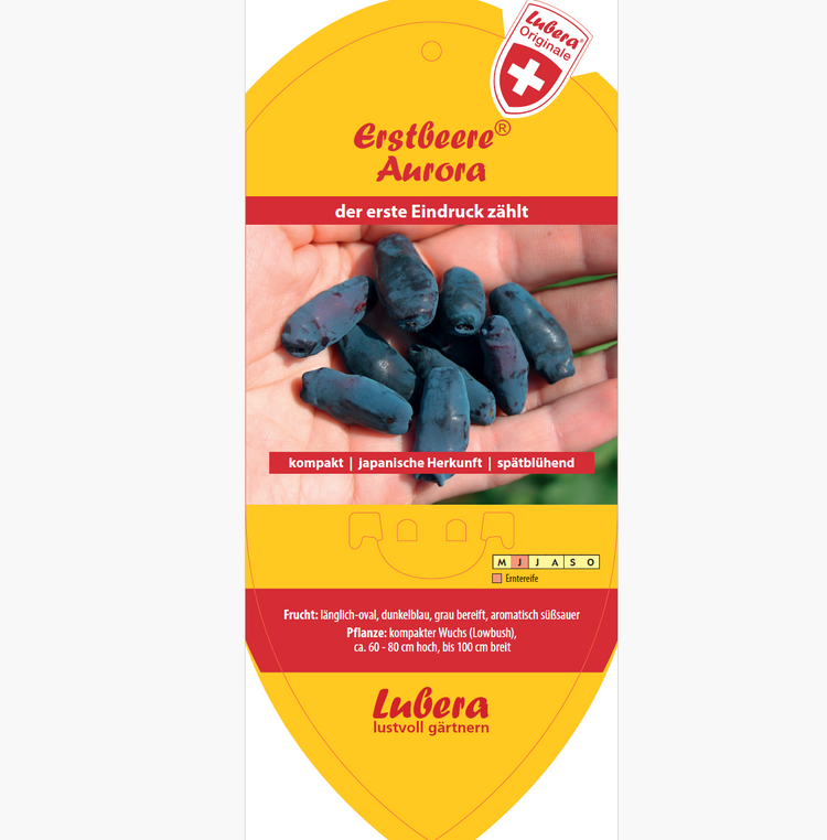 Bildetiketten - Lonicera cear. 'Aurora'