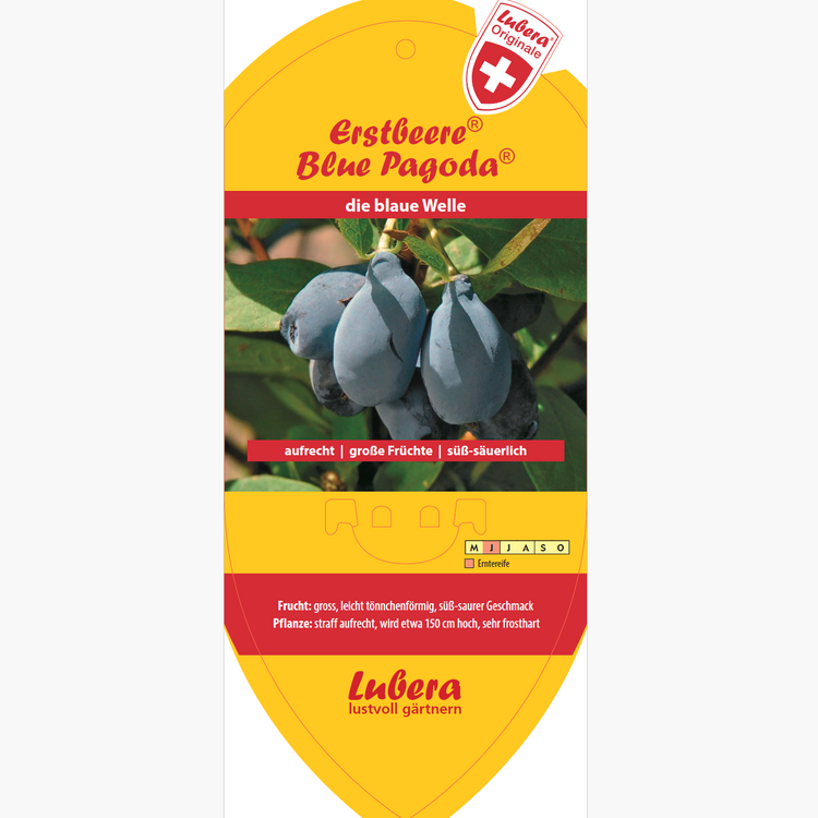 Bildetiketten - Lonicera cear. Erstbeere® 'Blue Pogoda'