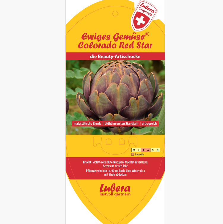 Bildetiketten - Cynara scolymus Colorado Red Star