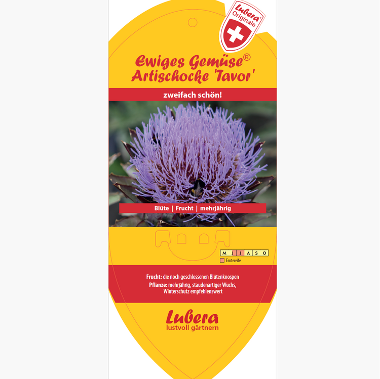 Bildetiketten - Cynara scolymus 'Tavor'