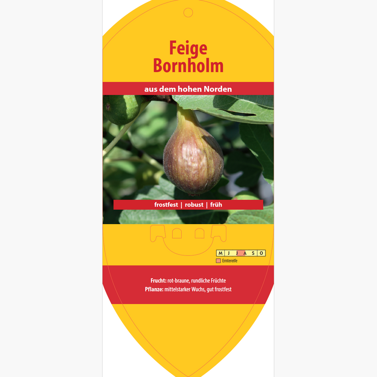 Bildetiketten - Ficus carica 'Bornholm'