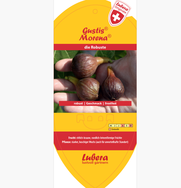 Bildetiketten - Ficus carica Gustis® 'Morena®'