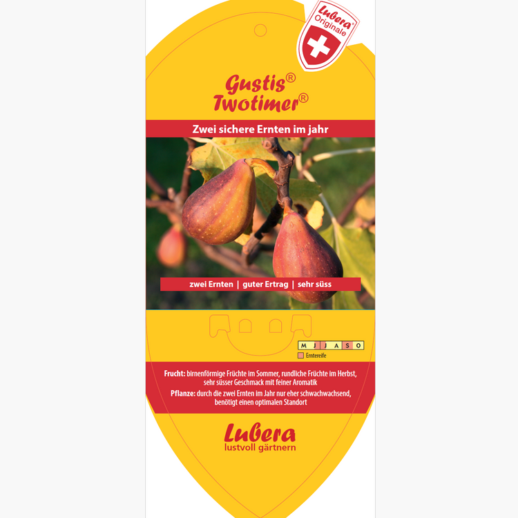 Bildetiketten - Ficus carica Gustis® 'Twotimer®'
