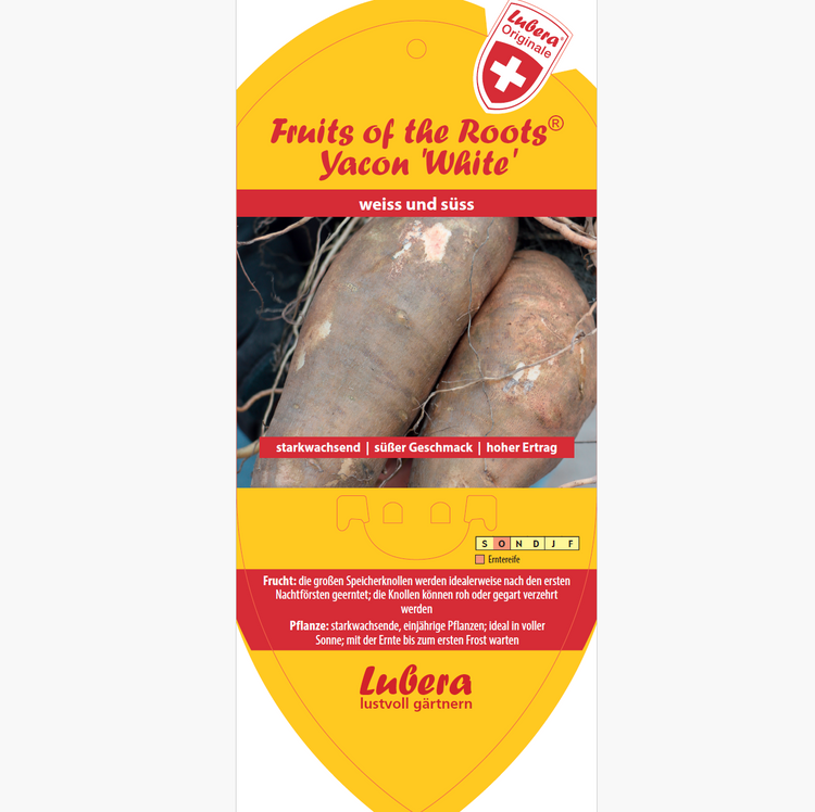 Bildetiketten - Smallanthus sonch. 'Yacon white'