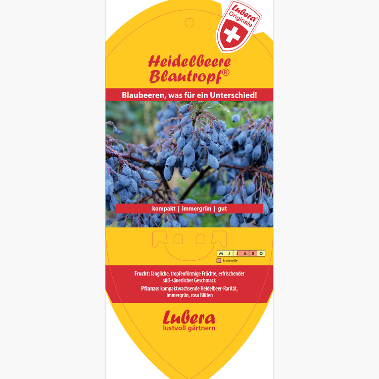 Bildetiketten - Vaccinium cyl. 'Blautropf®'