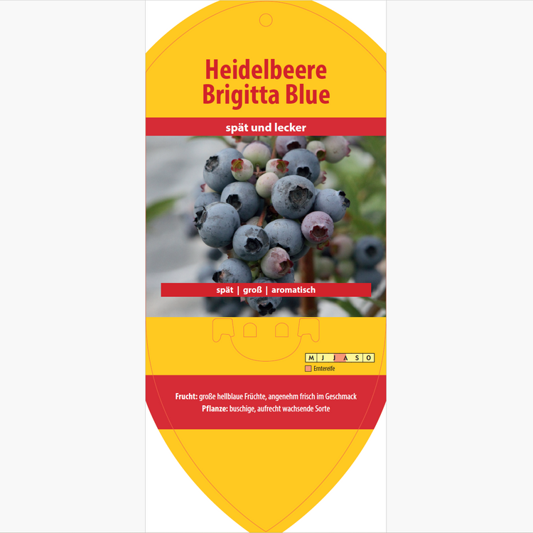 Bildetiketten - Vaccinium cor. 'Brigitta Blue'