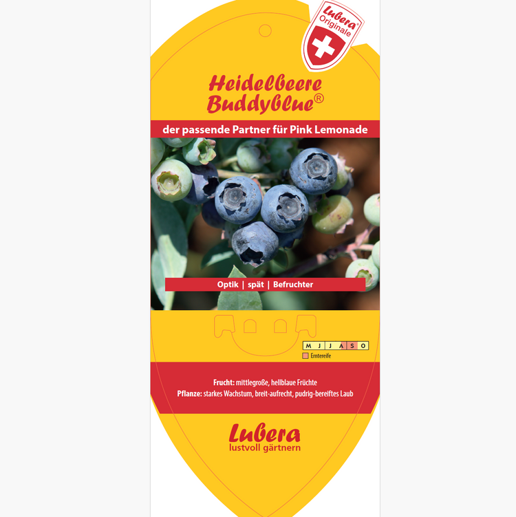 Bildetiketten - Vaccinium cor. 'Buddy Blue®'