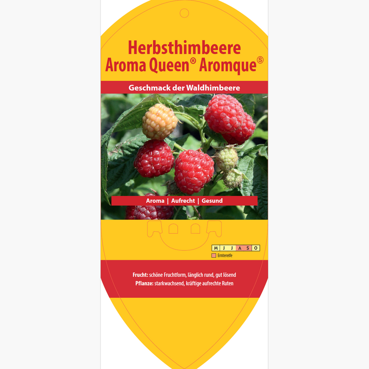 Bildetiketten - Rubus idaeus 'Aroma Queen®' (aromque-PBR-)