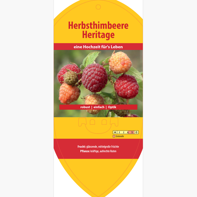 Bildetiketten - Rubus idaeus 'Heritage'