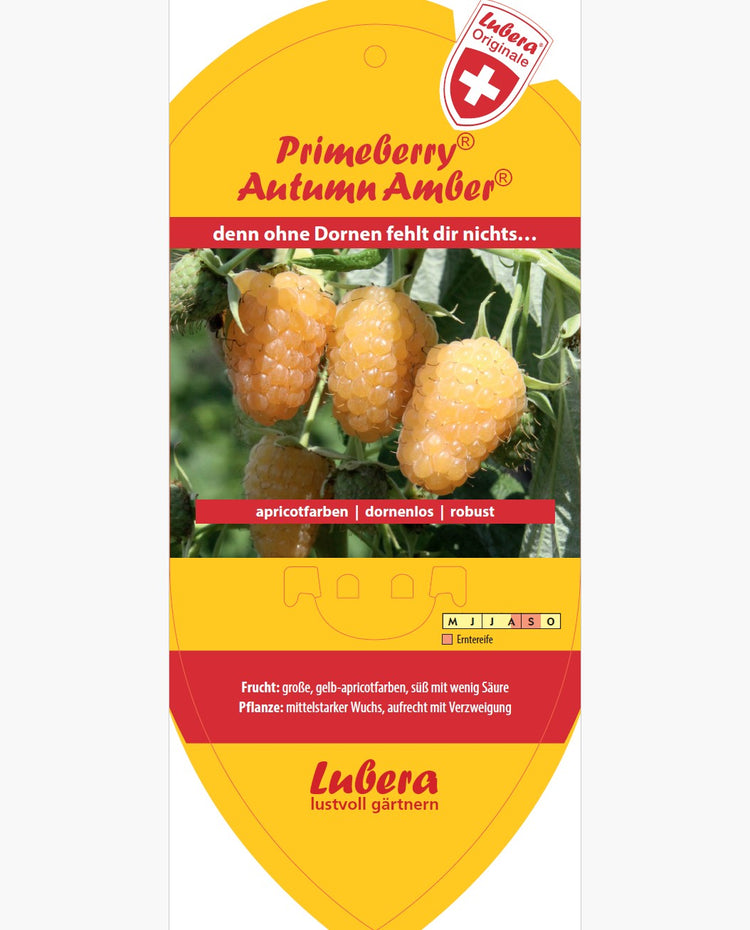 Bildetiketten - Rubus idaeus 'Autumn Amber®'