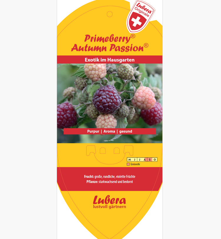 Bildetiketten - Rubus idaeus 'Autumn Passion®'