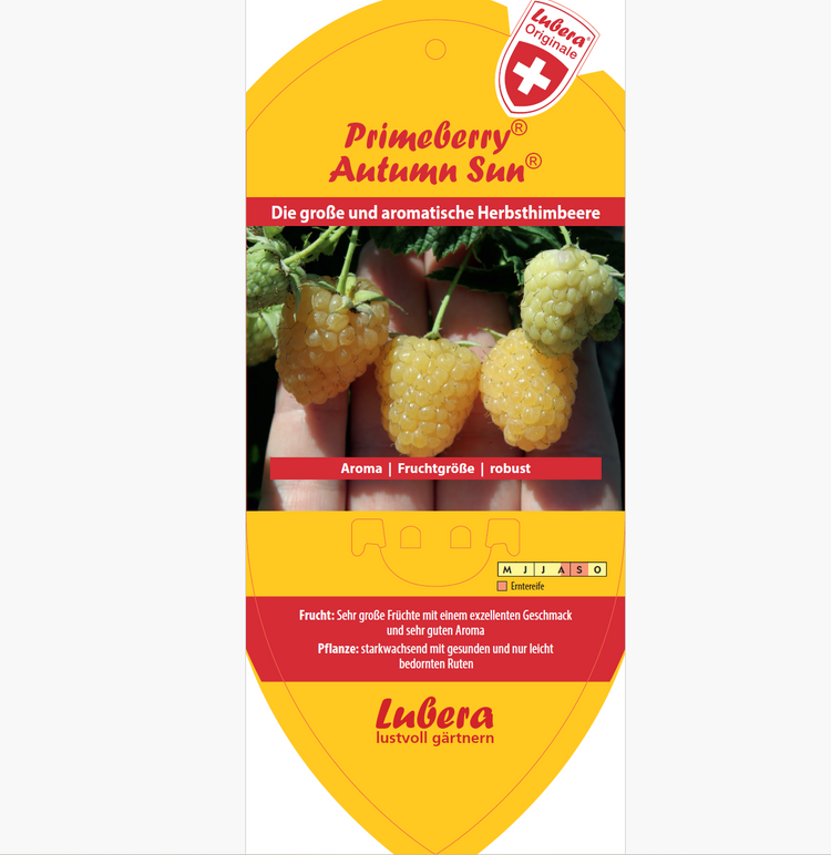 Bildetiketten - Rubus idaeus 'Autumn Sun®'