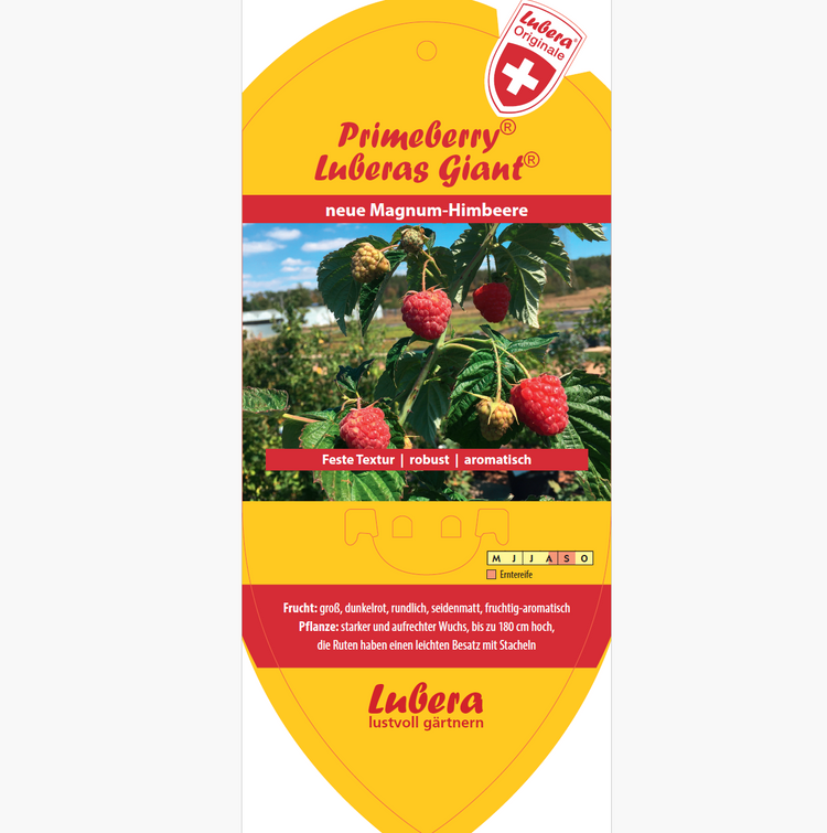 Bildetiketten - Rubus idaeus 'Luberas Gigant®'