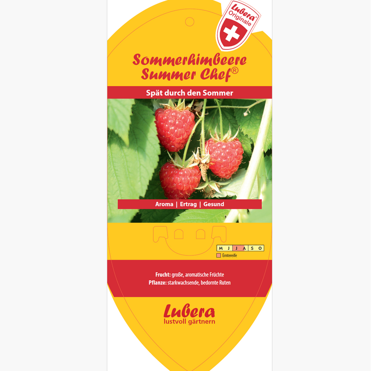Bildetiketten - Rubus idaeus 'Summer Chef®'