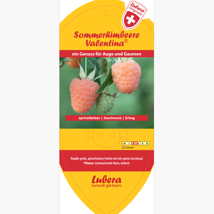 Bildetiketten - Rubus idaeus 'Valentina®'