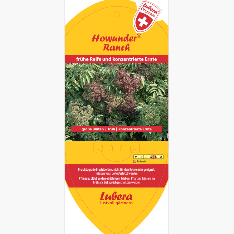 Bildetiketten - Sambucus canadensis Howunder® Ranch