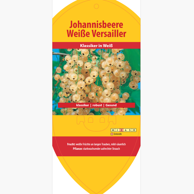 Bildetiketten - Ribes rubrum 'Weiße Versailler'