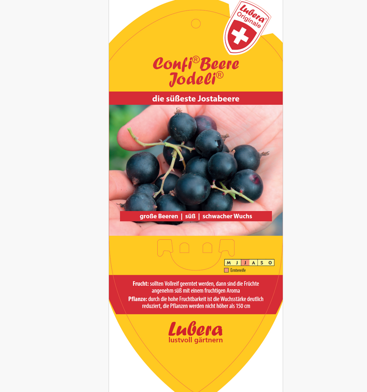 Bildetiketten - Ribes x nidigr. Confi®Beere 'Jodeli®'