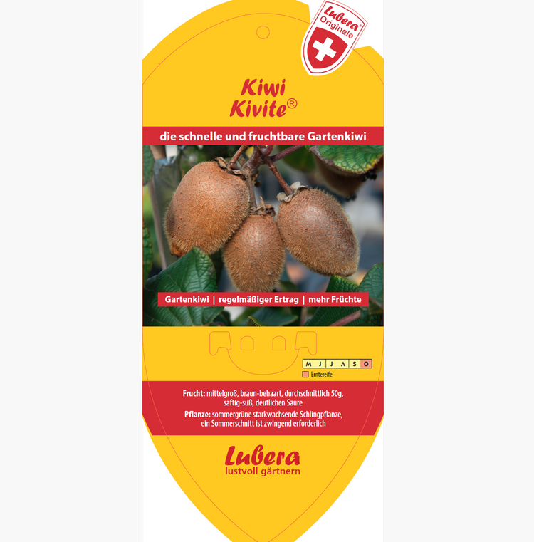 Bildetiketten - Actinidia deliciosa 'Kivite®'