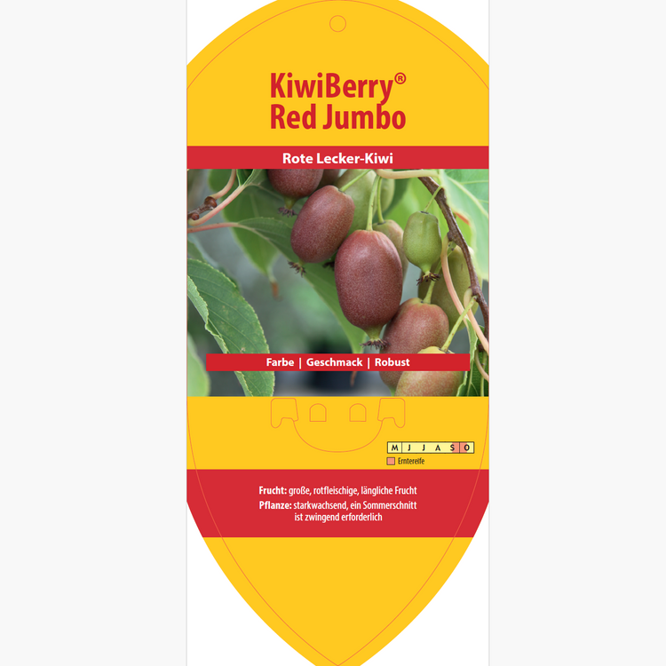 Bildetiketten - Actinidia arguta 'Red Jumbo'