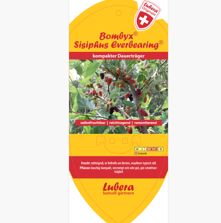 Bildetiketten - Morus sp. Bombyx® 'Sisiphus Everbearing®'